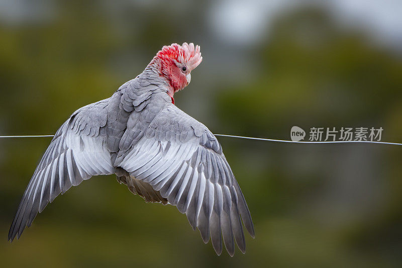 少年拉里(Eolophus roseicapilla)